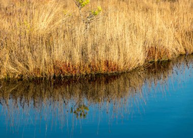 Akasya kenarındaki sarı bataklık otlarının yakın çekim görüntüsü, sudaki yansıma, bataklık dokusu