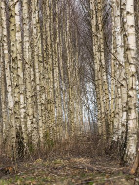 Bulanık bir arkaplanda huş gövdesi parçalarıyla bahar manzarası