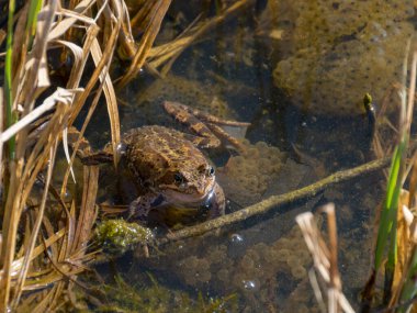 Suda yüzen kurbağalar, kurbağa çiftleşme zamanı, Avrupa ortak kahverengi kurbağası (Rana temporaria)
