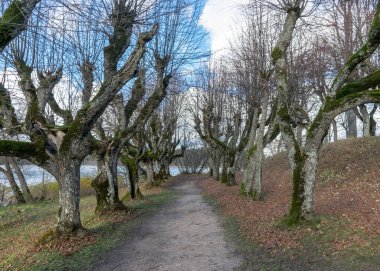 Malikane parkındaki güzel ıhlamur ağacı sokağı, yapraksız sonbaharda ağaçlar yaprak dokusunda, eski ağaç gövdeleri, soyut şekillerde kıvrılmış ağaç dalları, Katvaru malikanesi, Letonya iç çamaşırları,