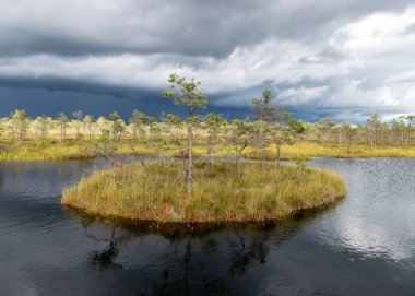 Ufukta dramatik bulutlar, fırtınadan önceki güzel bataklık manzarası, sonbaharda geleneksel bataklık bitkisi, güneşli bataklık manzarası, Palsu bataklığı, Jumurda bölgesi, Erglu bölgesi, Letonya