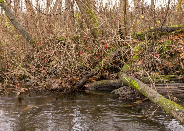Φθινόπωρο Τοπίο Γκρι Και Συννεφιασμένη Ημέρα Όχθη Του Ποταμού Γυμνά — Φωτογραφία Αρχείου