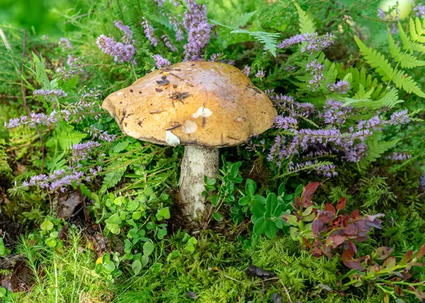 Vacker Och Färgstark Bild Med Svamp Närbild Traditionell Skogsvegetation Ljung — Stockfoto