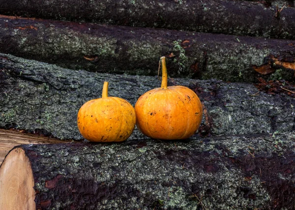 Två Ljusa Orange Pumpor Bakgrund Trä Stockar Höst Tid — Stockfoto