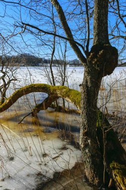 Baharın başında çıplak ağaçlarla kaplı manzara, eski ağaç gövdeleri, yakın ağaç gövdesi.