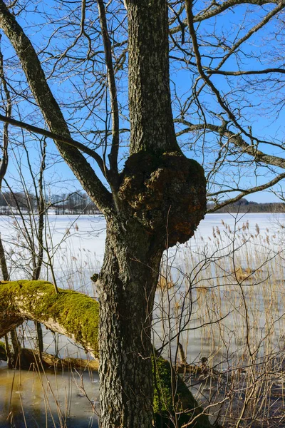 Baharın başında çıplak ağaçlarla kaplı manzara, eski ağaç gövdeleri, yakın ağaç gövdesi.