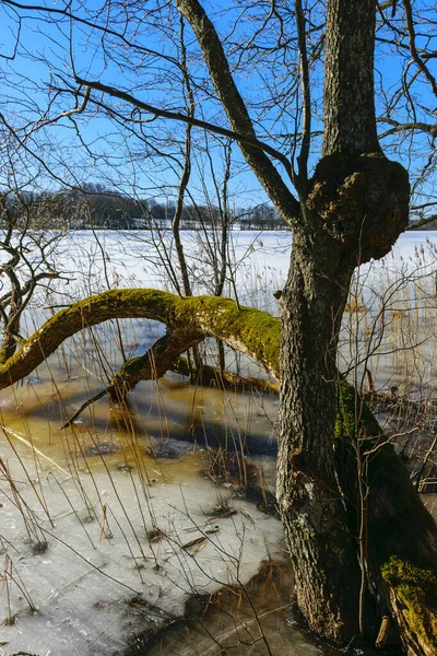 Baharın başında çıplak ağaçlarla kaplı manzara, eski ağaç gövdeleri, yakın ağaç gövdesi.