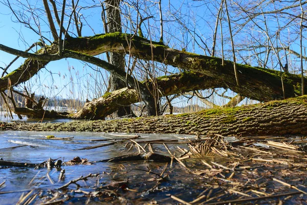 Holé Kmeny Stromů Jaře Staré Stromy Břehu Jezera Jasně Modré — Stock fotografie