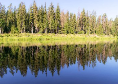 Nehirde güzel bir sabah, sudaki kıyı ve ağaç yansımaları, Gauja nehri, Letonya