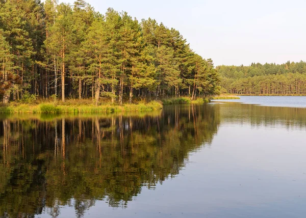 秋天的风景 有沼泽湖 湖水里倒映着树木 秋天的时候 拉脱维亚 — 图库照片