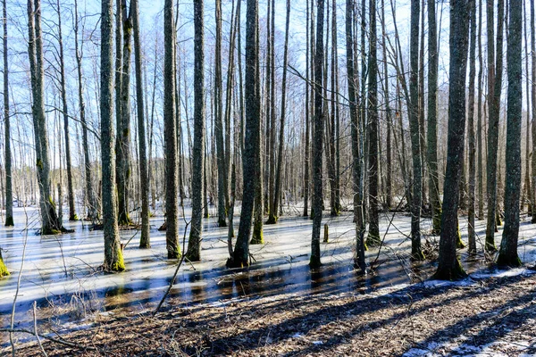 나무들 나무줄기들 얼음에 얼어붙은 나무줄기들 해변에 침수된 — 스톡 사진