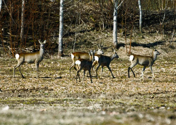 Landscape White Tailed Deer Herd Field Spring Morning — Stock Photo, Image