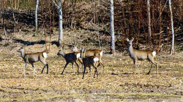 Krajobraz Białogonowym Stadem Jelenia Polu Wiosenny Poranek — Zdjęcie stockowe