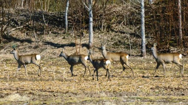 Krajobraz Białogonowym Stadem Jelenia Polu Wiosenny Poranek — Zdjęcie stockowe