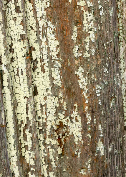Abstraktní Obraz Starou Barevnou Texturou Staré Dřevěné Stěně Krásná Textura — Stock fotografie