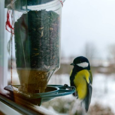Kuş ayçekirdeği yer, pencere kenarında beslenir, kuşların kışın yiyecek bulmasına yardım eder, pencere camından fotoğraflanır, görüntü bulanıklaşır.