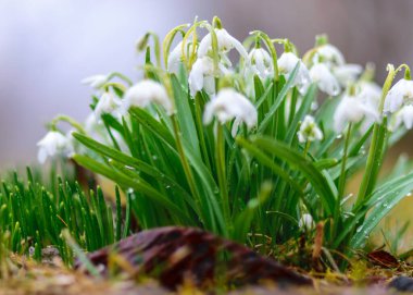 Bulanık bir arkaplanda beyaz kardamlası çiçek parçaları, ilk bahar yaprakları