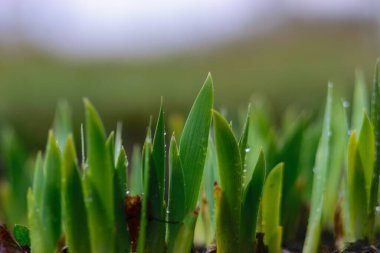 İlk bahar yeşil lahanalı fotoğraf, zemin ve eski yaprak arka plan