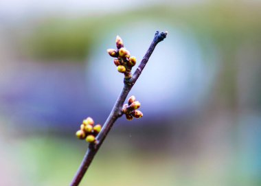 Kiraz ağacı dalı, ilk tomurcuklar, bulanık arka plan, bahar