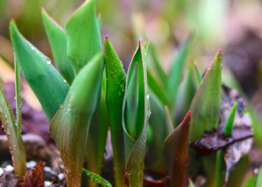 Vahşi lale topraktan geçiyor ve ilk bahar yaprakları olan eski yapraklar.