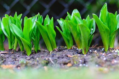 İlk bahar yeşil lahanalı fotoğraf, zemin ve eski yaprak arka plan