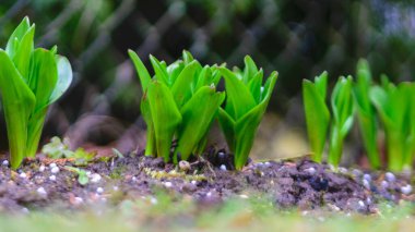 İlk bahar yeşil lahanalı fotoğraf, zemin ve eski yaprak arka plan