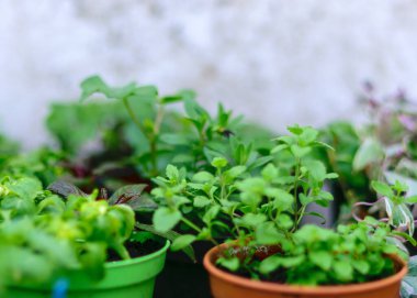 Çaydanlıkta yeşil bahar tohumları, bahar çalışmalarına hazırlık, hobi olarak bahçıvanlık.