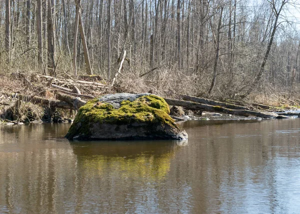 Paysage Avec Source Dans Nature Rivière Pierre Arbres Nus Réflexions — Photo