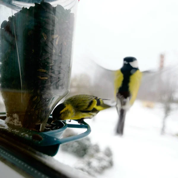 Bird eats sunflower seeds, feeds by the window, helps birds find food in winter, photographed through the window glass, blurred image