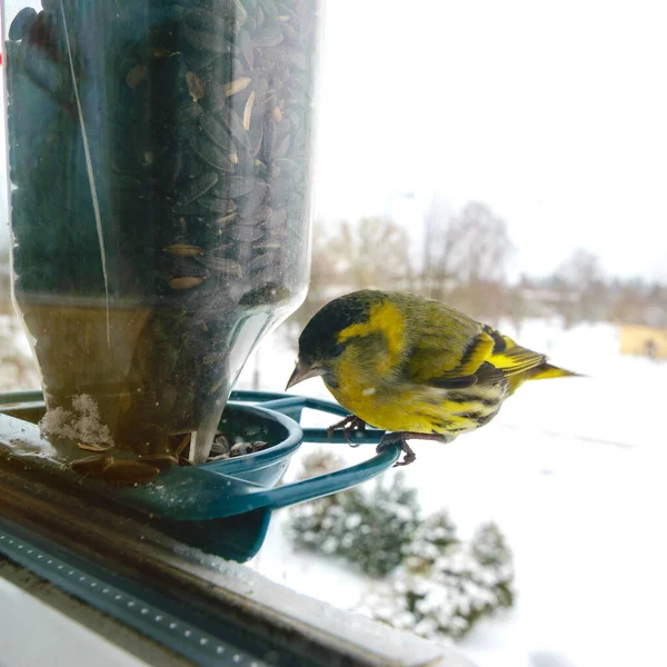 Bird eats sunflower seeds, feeds by the window, helps birds find food in winter, photographed through the window glass, blurred image