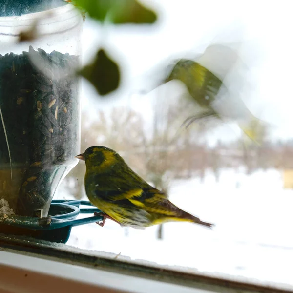 Bird eats sunflower seeds, feeds by the window, helps birds find food in winter, photographed through the window glass, blurred image