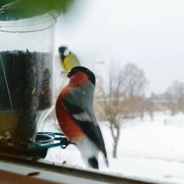 Bird eats sunflower seeds, feeds by the window, helps birds find food in winter, photographed through the window glass, blurred image