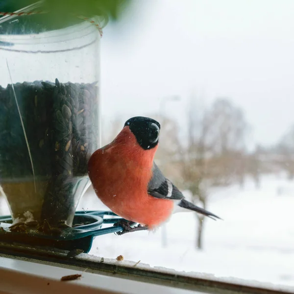 Bird eats sunflower seeds, feeds by the window, helps birds find food in winter, photographed through the window glass, blurred image