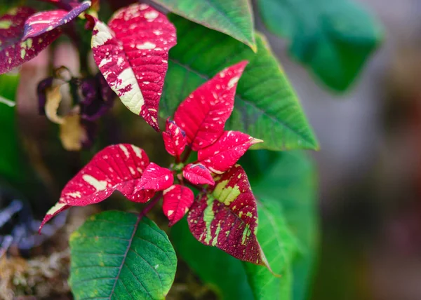 Coloridas Flores Navidad Principios Primavera Flores Empapadas Rocío Mañana —  Fotos de Stock