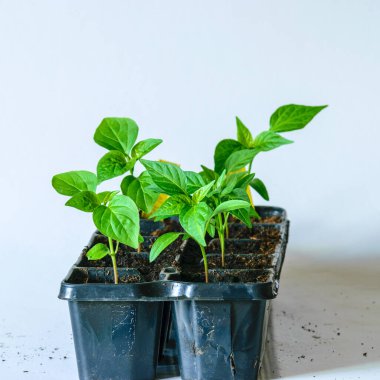 Çaydanlıkta yeşil bahar tohumları, bahar çalışmalarına hazırlık, hobi olarak bahçıvanlık.
