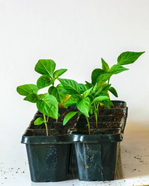 Çaydanlıkta yeşil bahar tohumları, bahar çalışmalarına hazırlık, hobi olarak bahçıvanlık.