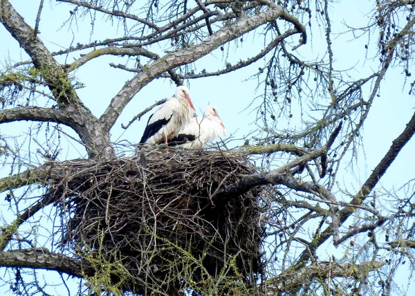 Cigüeña Blanca Viejo Alerce Nido Cigüeña Tiempo Anidación Primavera Migración —  Fotos de Stock