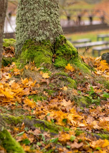 Troncos Árvores Cobertos Musgo Líquenes Parque Outono Troncos Árvores Velhas — Fotografia de Stock