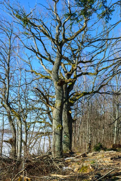 Голые Стволы Деревьев Весной Старые Деревья Берегу Озера Ярко Голубое — стоковое фото