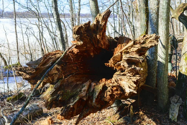早春の裸の木 古い木の幹 木の幹のクローズアップ — ストック写真