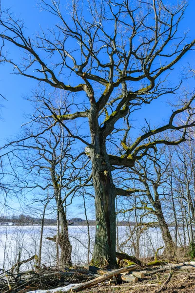 Kahle Baumstämme Frühling Alte Bäume Seeufer Strahlend Blauer Himmel — Stockfoto