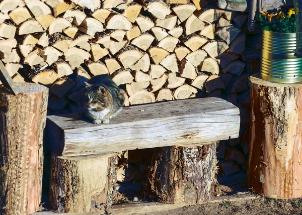 Kočka Zahřeje Prvním Ranním Slunci Výhled Zahradu Časném Jarním Ránu — Stock fotografie