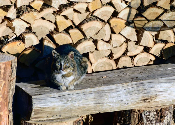 Katt Värms Upp Den Första Morgonsolen Utsikt Över Trädgården Tidigt — Stockfoto