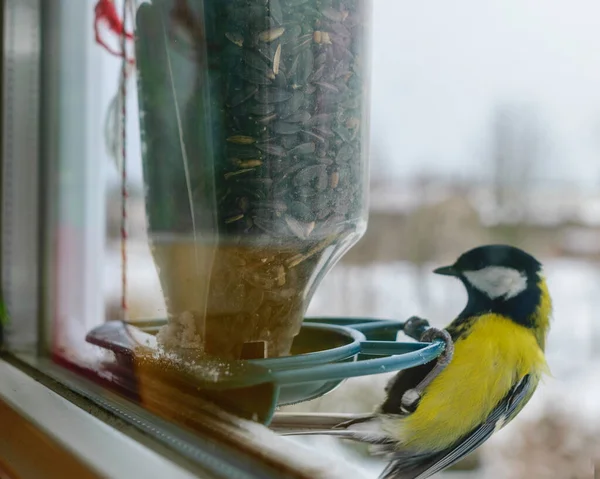 Bird eats sunflower seeds, feeds by the window, helps birds find food in winter, photographed through the window glass, blurred image