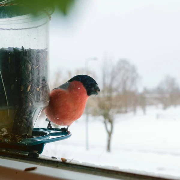 Bird eats sunflower seeds, feeds by the window, helps birds find food in winter, photographed through the window glass, blurred image