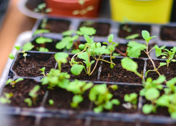 Plántulas Primavera Verde Una Olla Preparación Para Trabajo Primavera Jardinería —  Fotos de Stock