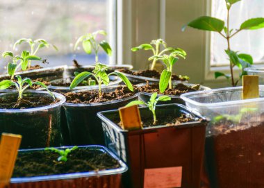 Evin pencere eşiğindeki ilk yeşil fidanlar, çiçekçi konsepti, ilk yeşillik.