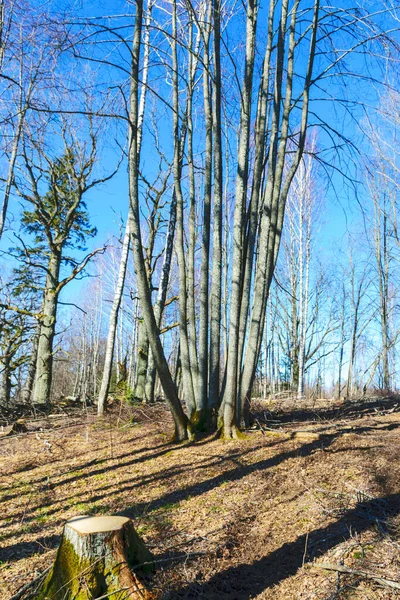 Gołe Pnie Wiosnę Stare Drzewa Brzegu Jeziora Błękitne Niebo — Zdjęcie stockowe