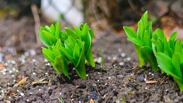 İlk bahar yeşil lahanalı fotoğraf, zemin ve eski yaprak arka plan