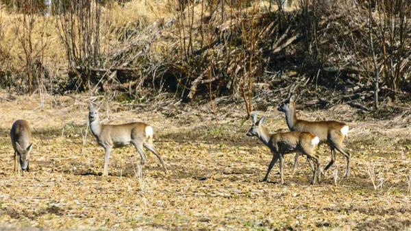 春の朝畑に白い尾の鹿の群れがいる風景 — ストック写真